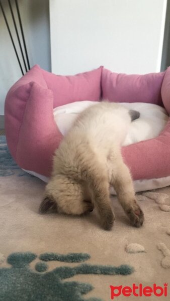 Scottish Fold, Kedi  Oscar fotoğrafı