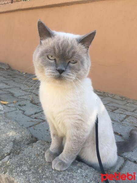 Scottish Fold, Kedi  Oscar fotoğrafı