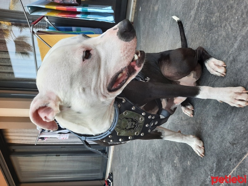 Amerikan Staffordshire Terrier, Köpek  ÇARŞI fotoğrafı