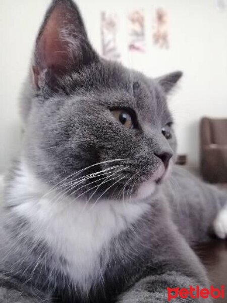 British Shorthair, Kedi  Balım fotoğrafı