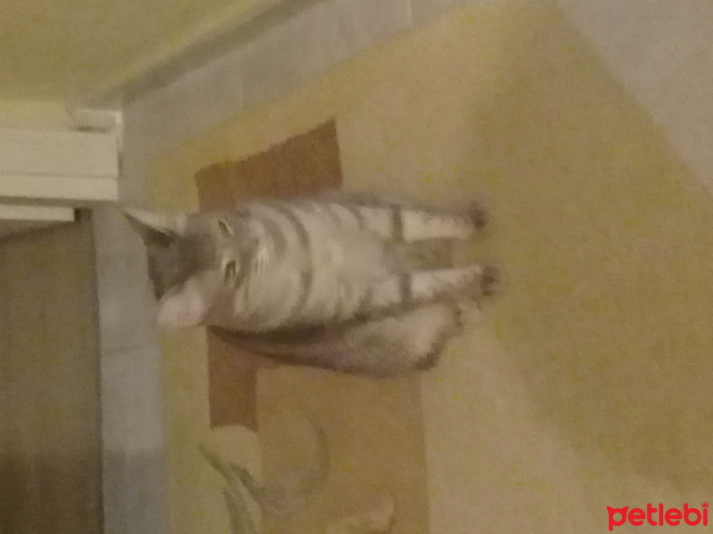 Tekir Kedi, Kedi  Minnoş fotoğrafı