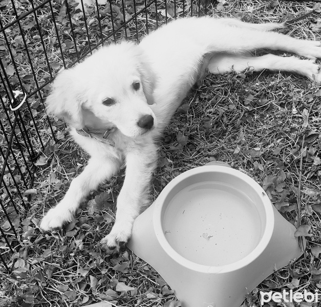 Golden Retriever, Köpek  Tazi fotoğrafı