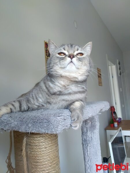 Scottish Fold, Kedi  Sam fotoğrafı