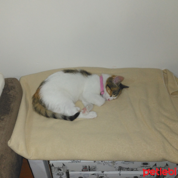 Tekir Kedi, Kedi  Şanslı fotoğrafı