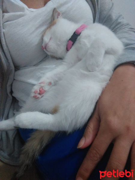 Tekir Kedi, Kedi  Şanslı fotoğrafı