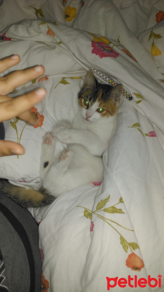 Tekir Kedi, Kedi  Şanslı fotoğrafı