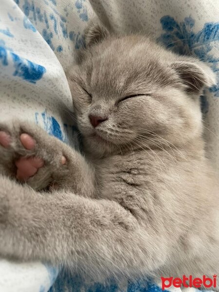 Scottish Fold, Kedi  Latte fotoğrafı