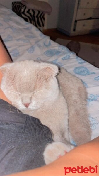 Scottish Fold, Kedi  Latte fotoğrafı