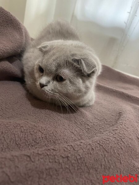 Scottish Fold, Kedi  Latte fotoğrafı