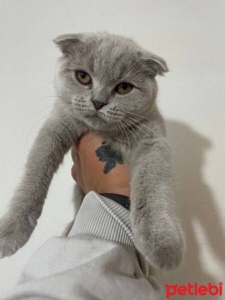 Scottish Fold, Kedi  Latte fotoğrafı