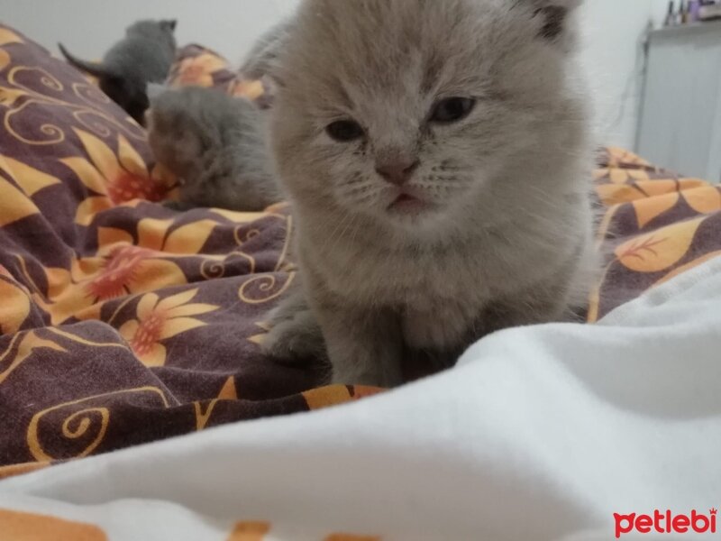 Scottish Fold, Kedi  Latte fotoğrafı