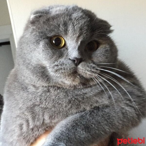 Scottish Fold, Kedi  Latte fotoğrafı