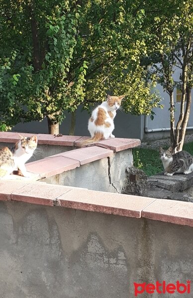 Sarman, Kedi  Pofpof fotoğrafı