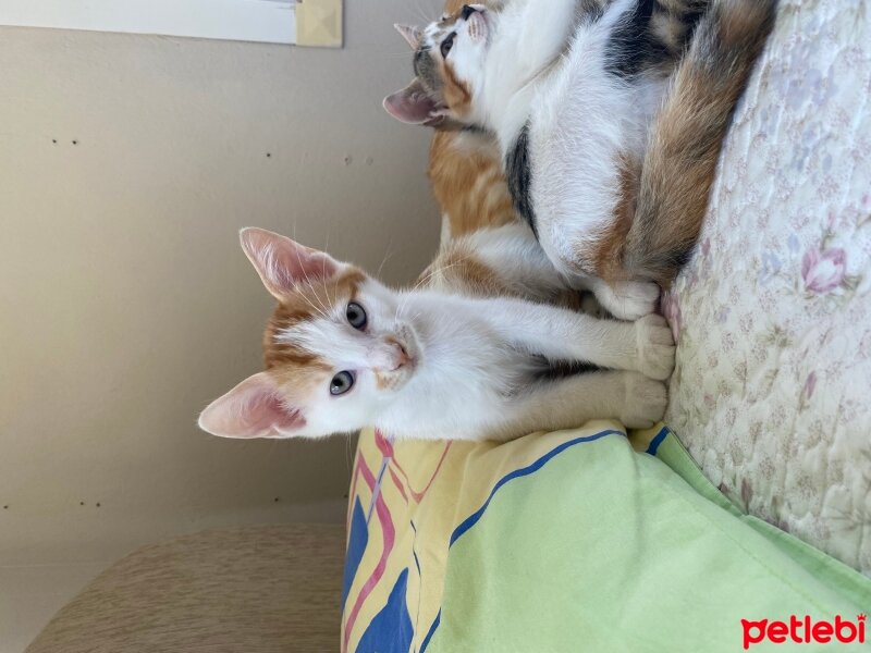 Tekir Kedi, Kedi  kavun fotoğrafı