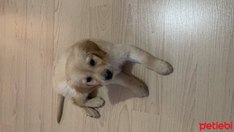 Golden Retriever, Köpek  Mia fotoğrafı