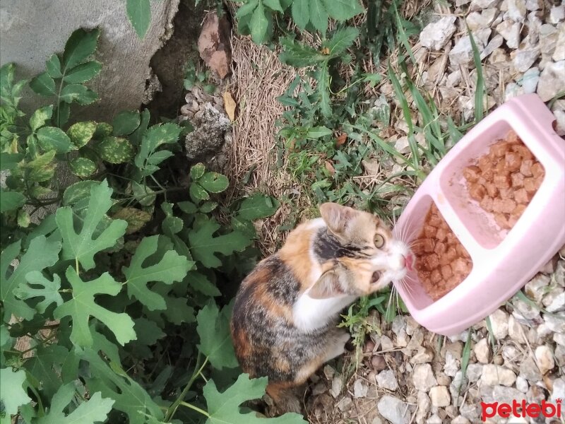 Tekir Kedi, Kedi  Tonton kardeşler fotoğrafı