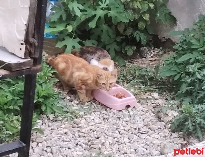 Tekir Kedi, Kedi  Tonton kardeşler fotoğrafı