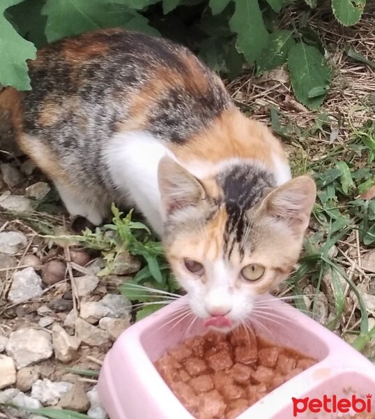 Tekir Kedi, Kedi  Tonton kardeşler fotoğrafı