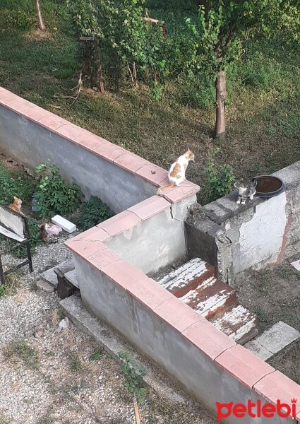 Tekir Kedi, Kedi  Tonton kardeşler fotoğrafı