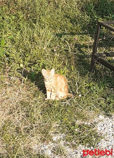 Tekir Kedi, Kedi  Tonton kardeşler fotoğrafı