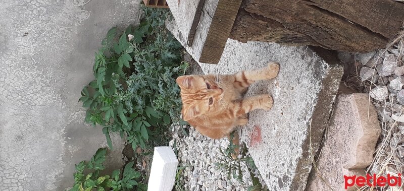 Tekir Kedi, Kedi  Tonton kardeşler fotoğrafı