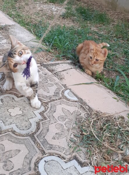 Tekir Kedi, Kedi  Tonton kardeşler fotoğrafı