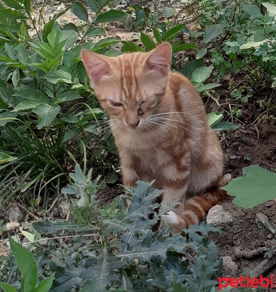 Tekir Kedi, Kedi  Tonton kardeşler fotoğrafı