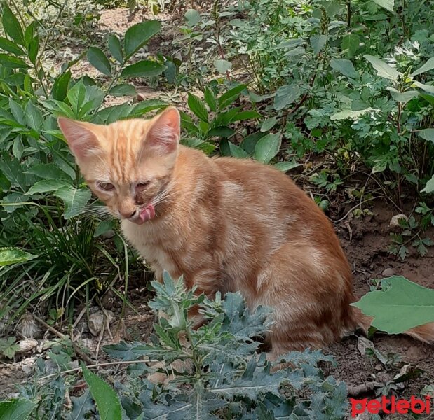 Tekir Kedi, Kedi  Tonton kardeşler fotoğrafı