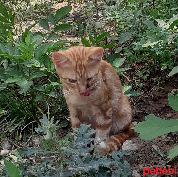 Tekir Kedi, Kedi  Tonton kardeşler fotoğrafı