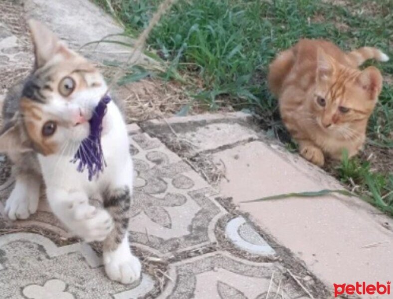 Tekir Kedi, Kedi  Tonton kardeşler fotoğrafı