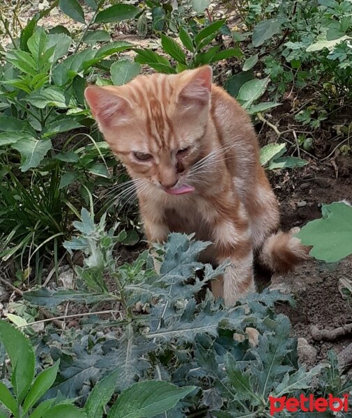 Tekir Kedi, Kedi  Tonton kardeşler fotoğrafı