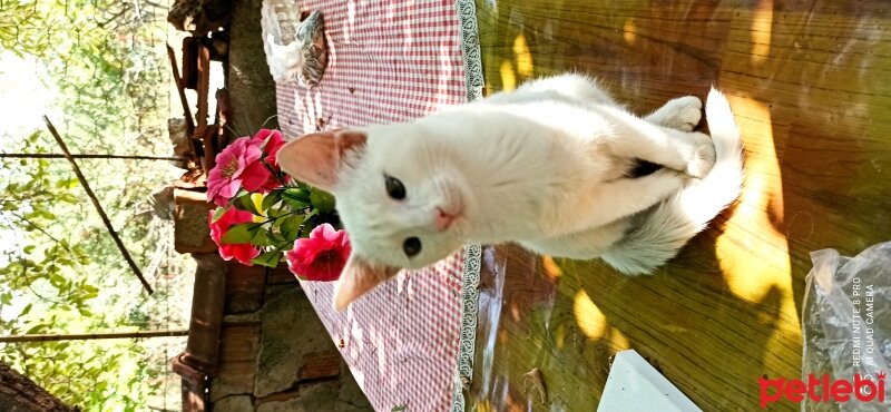 Ankara Kedisi, Kedi  Mia fotoğrafı