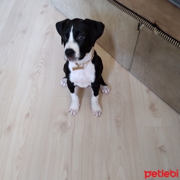 Amerikan Staffordshire Terrier, Köpek  Wiskey fotoğrafı