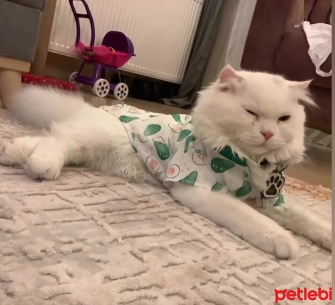 Scottish Fold, Kedi  PAMUK fotoğrafı