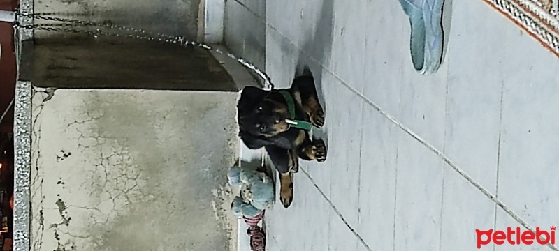 Rottweiler, Köpek  eva fotoğrafı