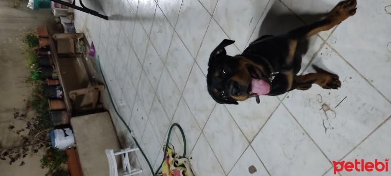 Rottweiler, Köpek  eva fotoğrafı