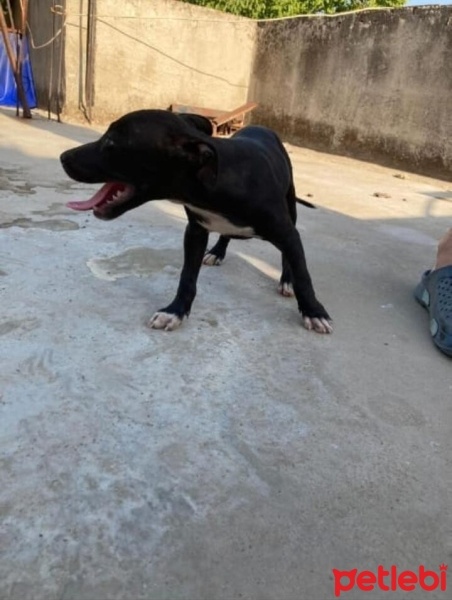 Amerikan Pitbull Terrier, Köpek  alıcısı koyması dilegiyle (fiyat 700) fotoğrafı