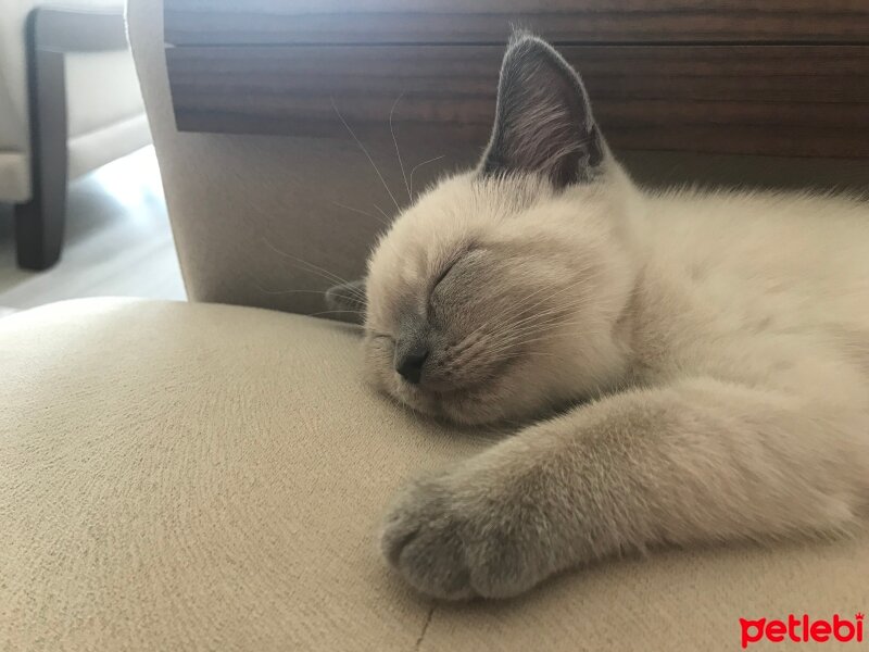 British Shorthair, Kedi  Yuki fotoğrafı