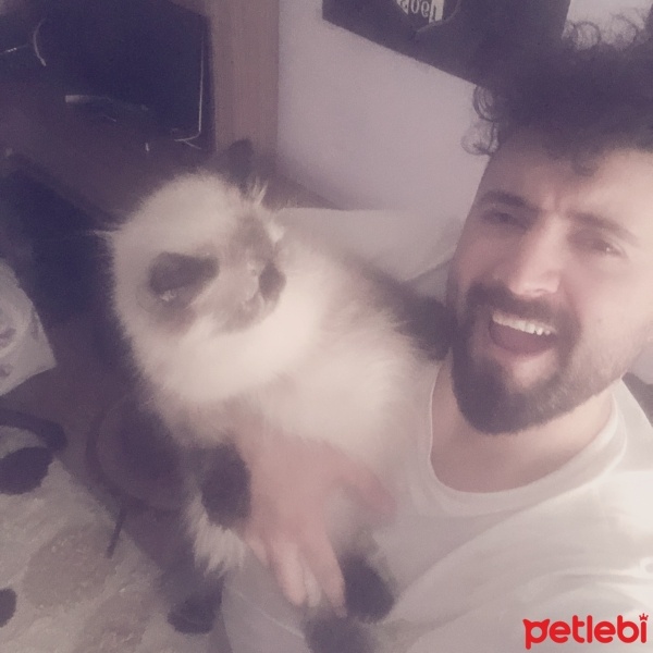 Chinchilla, Kedi  Duman fotoğrafı