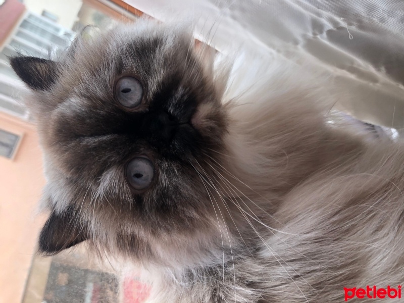 Chinchilla, Kedi  Duman fotoğrafı