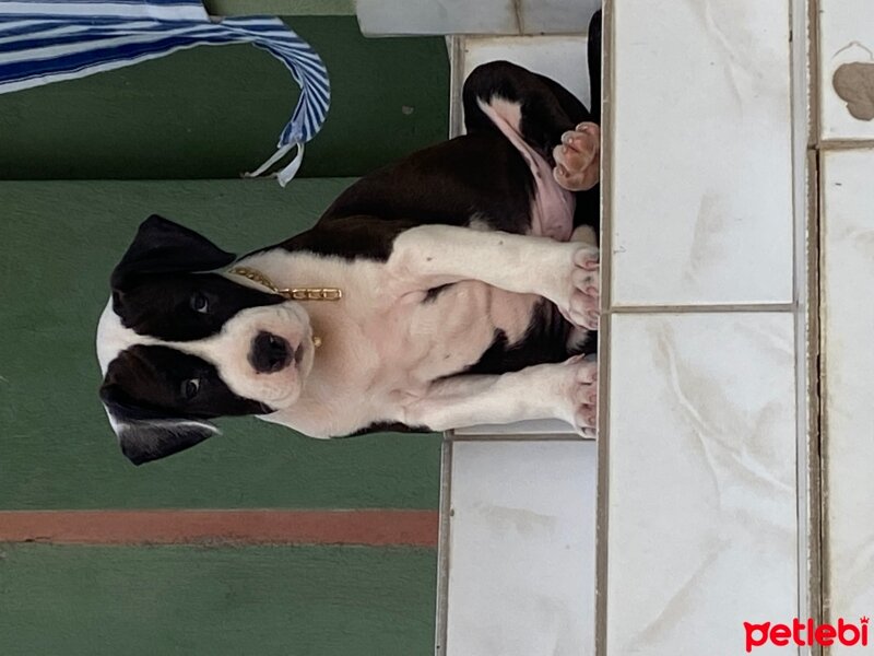 Amerikan Staffordshire Terrier, Köpek  TONY fotoğrafı