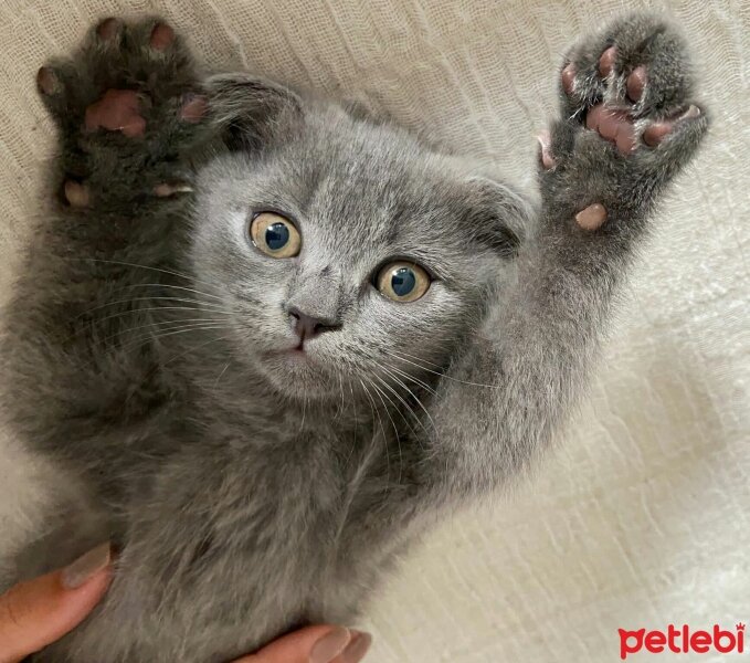 Scottish Fold, Kedi  Sirius fotoğrafı