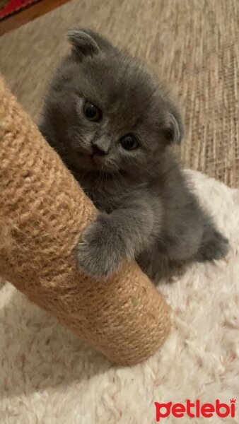 Scottish Fold, Kedi  Sirius fotoğrafı