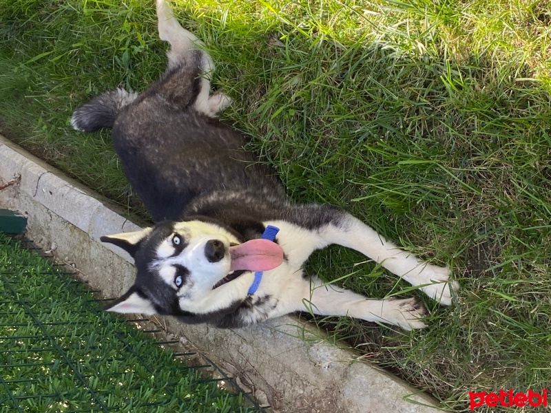 Sibirya Kurdu (Husky), Köpek  Layla fotoğrafı