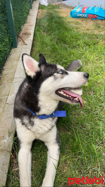 Sibirya Kurdu (Husky), Köpek  Layla fotoğrafı