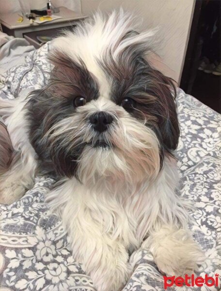 Shih Tzu, Köpek  Fıstık fotoğrafı