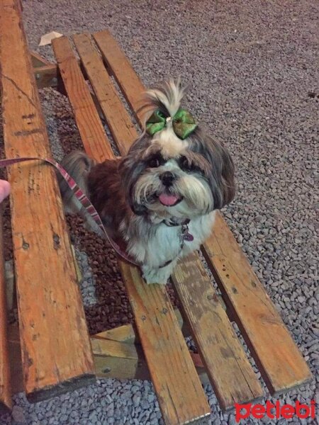 Shih Tzu, Köpek  Fıstık fotoğrafı