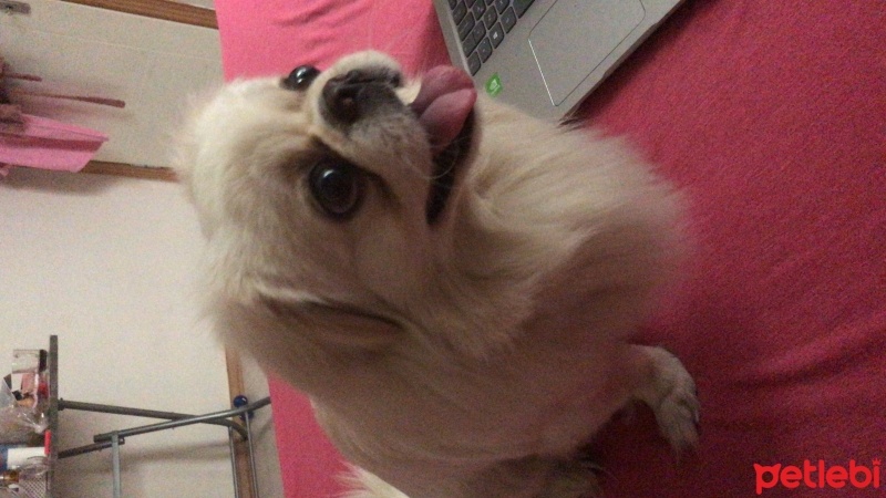 Pekingese, Köpek  Cookie fotoğrafı