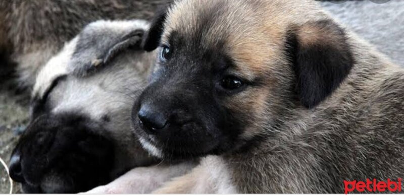 Akbaş, Köpek  Baron fotoğrafı