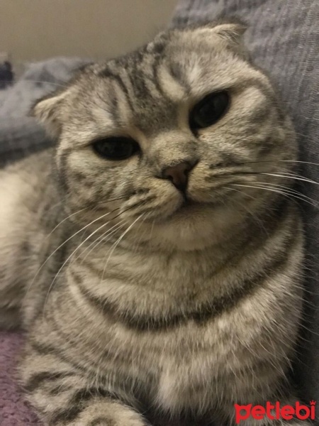Scottish Fold, Kedi  Sui fotoğrafı